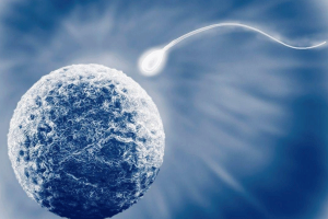 试管婴儿过程中,催乳素水平过高会影响胚胎的着床吗?