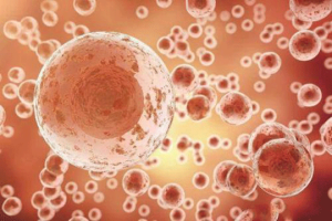 试管移植后补充叶酸,真的能帮助胚胎“安家”吗?