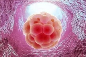 想要提升试管婴儿移植的成功率吗?请一定关注这些重要细节!