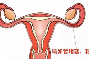 试管婴儿中的胚胎植入:成功需要多长时间?有哪些表现?