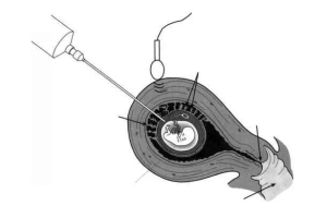 新鲜胚胎与冷冻胚胎:哪个更能提高成功率?两者有什么区别?应该