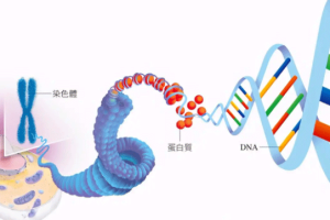 试管婴儿成功着床的迹象及科学确认方法