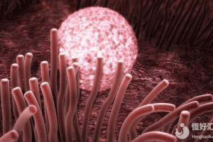 试管婴儿胚胎移植后可以洗澡吗?48小时内的护理以及性生活注意