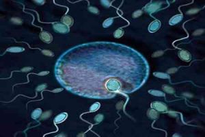 试管婴儿胚胎移植:这个过程真的没有痛感吗?