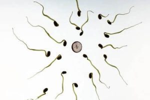 试管婴儿胚胎移植后,胚胎需要多长时间才能“着床?