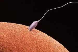 试管婴儿胚胎移植后可以吃西红柿吗?请妥善保存这份饮食指南