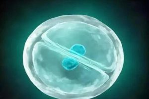 试管婴儿胚胎移植后,需要卧床休息多长时间呢?