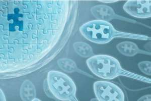 试管婴儿辅助受孕:胚胎移植与怀孕过程中的关键问题及注意事项