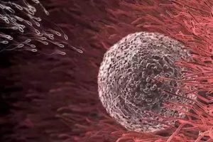 试管婴儿胚胎移植后,可以吃巧克力曲奇吗?请记得以下饮食注意事