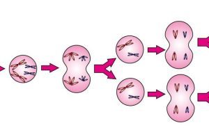 第三代试管婴儿(PGT)治疗的注意事项