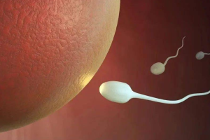 人工授精与试管婴儿:二者有什么区别?