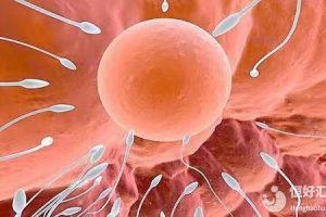 人工授精的成功率及其流程:一份易懂的科普指南