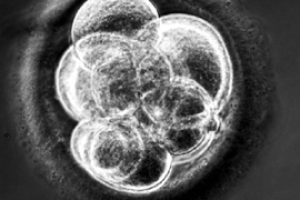 试管婴儿取卵前,丈夫需要禁欲多长时间?