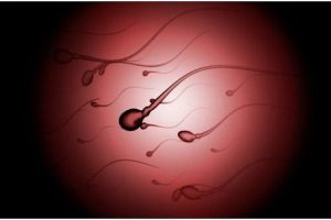 卵巢出现异常对女性的影响及试管婴儿的应对策略指南