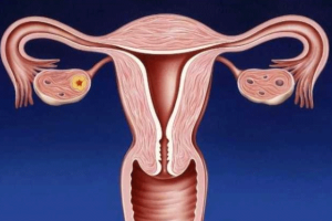 取卵后吃蛋白粉真的有效吗?