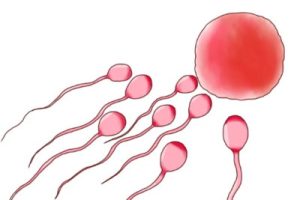 试管婴儿(IVF)备孕指南:科学管理,快速怀孕并提高成功率的