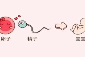 备孕三个月没有进展?别着急!这三个科学调整方法可以帮助你提高