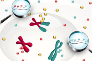 卵泡数量不足的原因是什么?