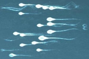 试管婴儿短方案取卵数量揭秘:没有固定答案,但需要关注以下几个