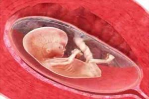 哪种促排卵方案能够提升卵子质量?