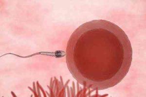 泰国试管婴儿的流程与时间参考