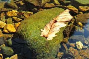 第三代试管婴儿全流程指南