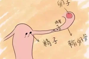 6天4bc级囊胚能移植吗？看完这篇不用再纠结啦